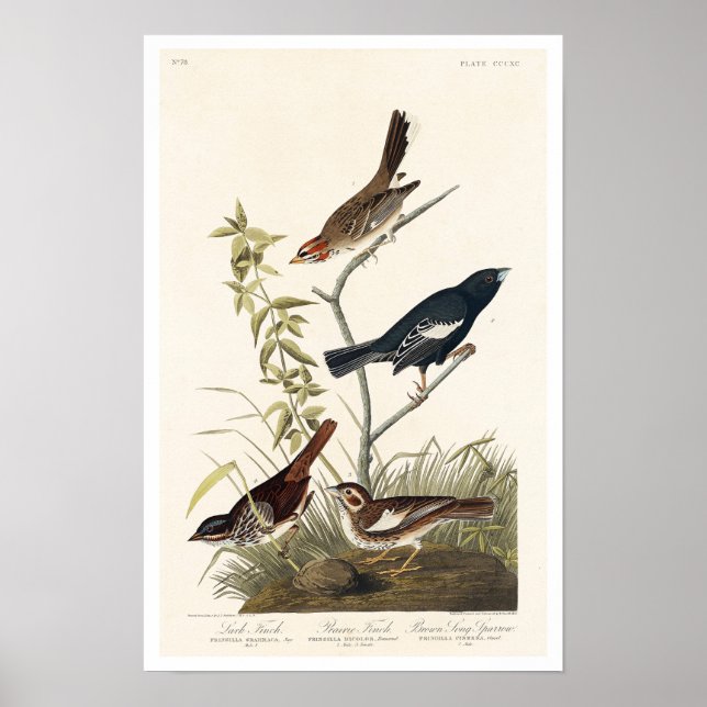 Finch, Sparrow por Poster Audubon (Frente)