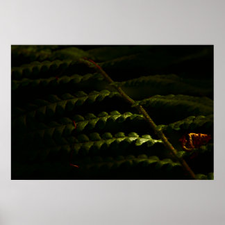 Fios solares de madeira (6174), poster