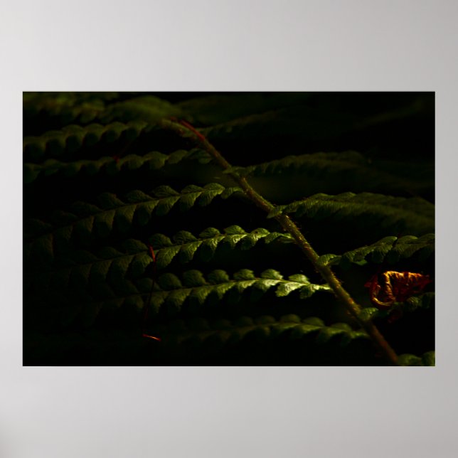 Fios solares de madeira (6174), poster (Frente)