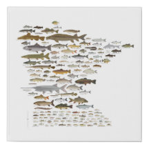 Fishes de Minnesota
