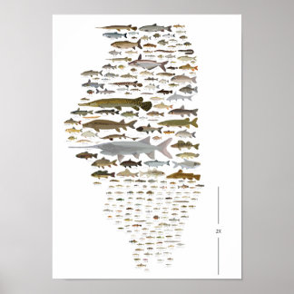 Fishes of Illinois Poster