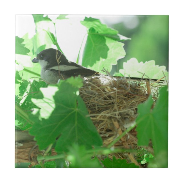 Fiskaal Laksman Fiscal Shrike Bird Nest (Frente)