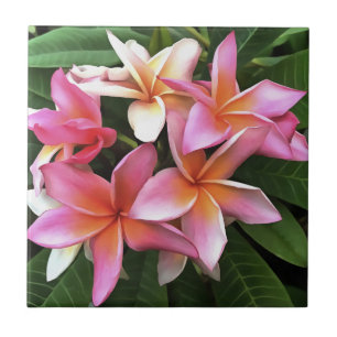 Fita De Frangipani Rosa Pálido