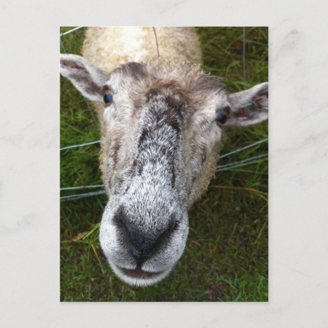 Fjun, cartão postal de ovelha (Frente)