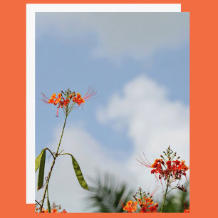 Flamboyant Royal Poinciana. Azul-céu
