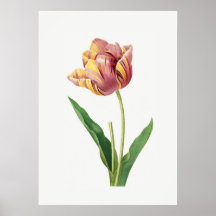 Flame Tulip Vintage Poster