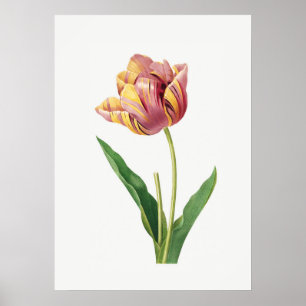 Flame Tulip Vintage Poster