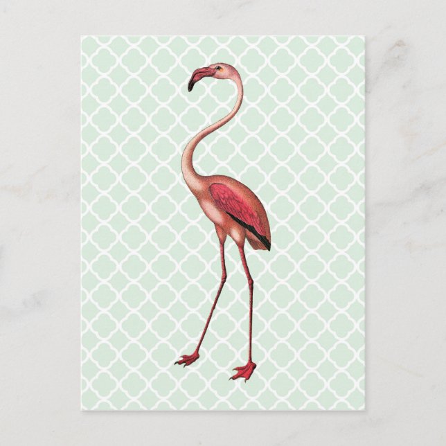 Flamingo Antigo em Cartão Postal Quatrefoil de Hor (Frente)