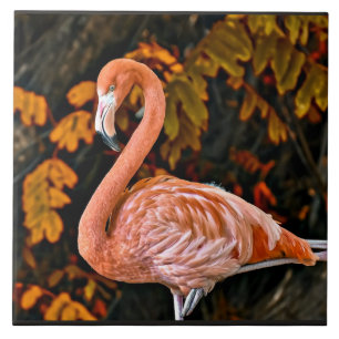 Flamingo, belo pássaro andarilho