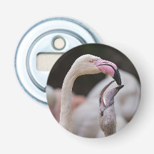 Flamingo Mãe E Bebê