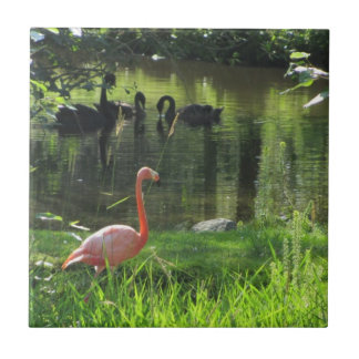 Flamingo Rosa