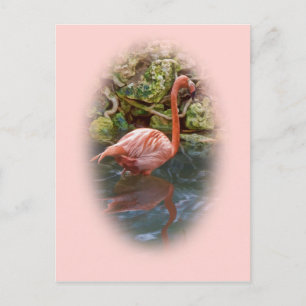Flamingo rosa refletido no cartão postal do rio