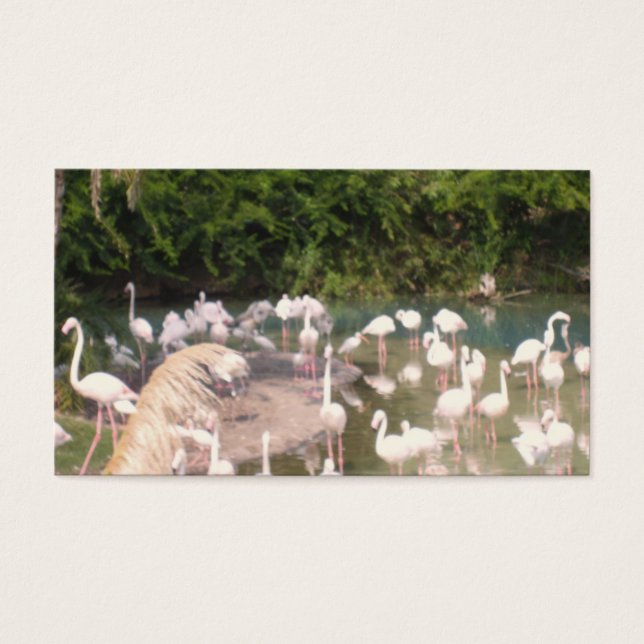 Flamingoes em Leisure (Frente)