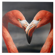 Flamingoes no Amor