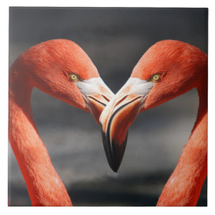Flamingoes no Amor