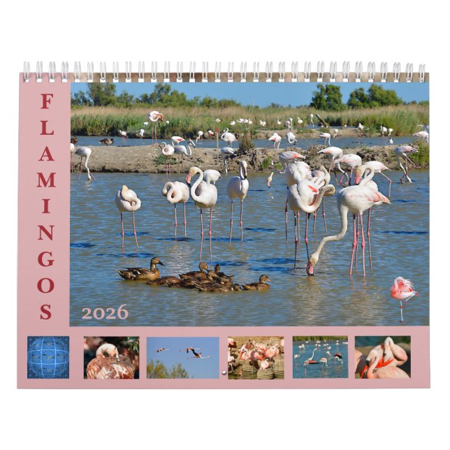 Flamingos 12 meses de calendário (Capa)
