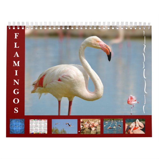 Flamingos 12 meses de calendário (Capa)
