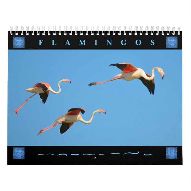 Flamingos 12 meses de calendário (Capa)