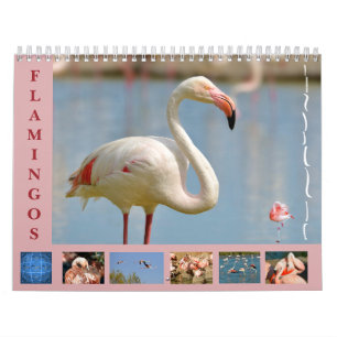 Flamingos 12 meses de calendário