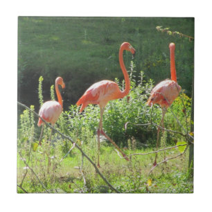 Flamingos cor-de-rosa