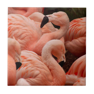 flamingos cor-de-rosa