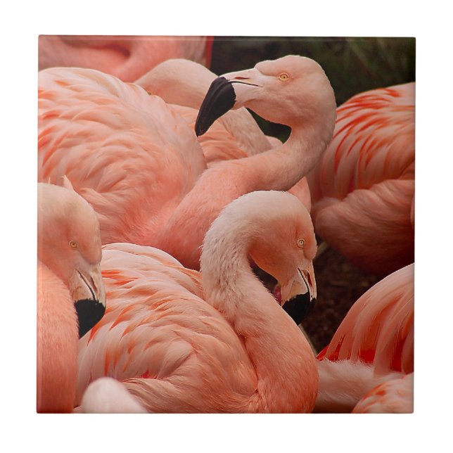 flamingos cor-de-rosa (Frente)