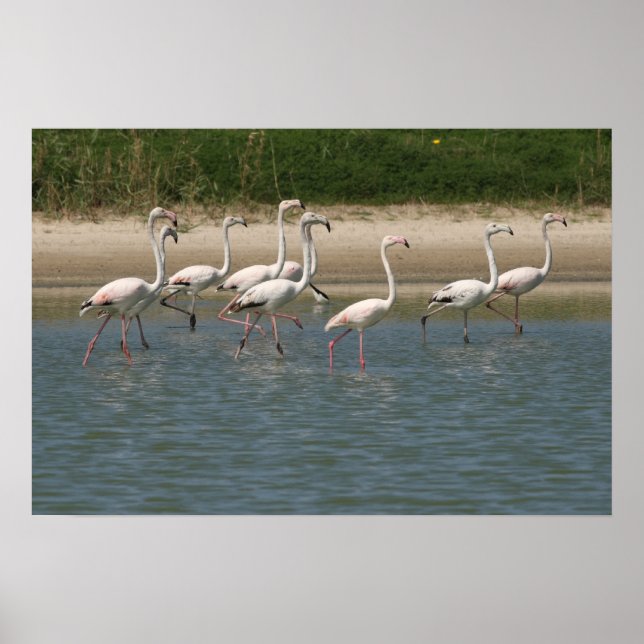 Flamingos Poster (Frente)