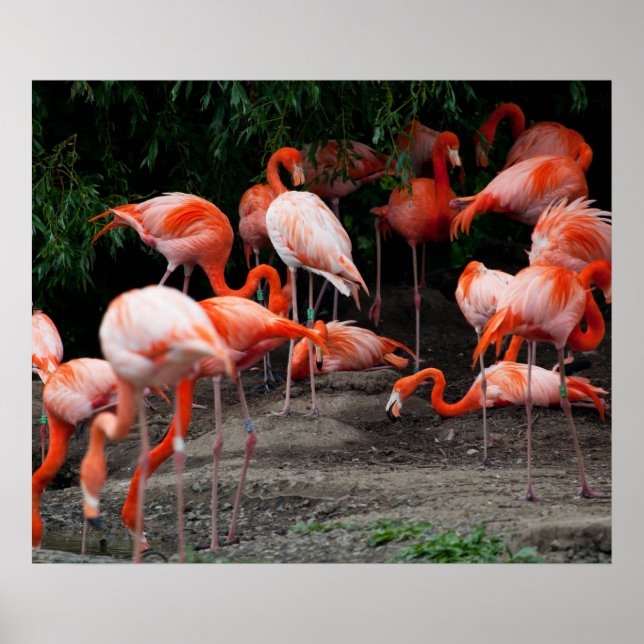 Flamingos Poster (Frente)