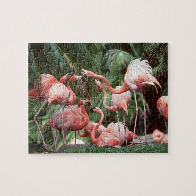 Flamingos Quebra-cabeça (Horizontal)