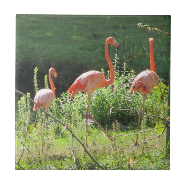 Flamingos Rosa (Frente)