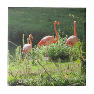 Flamingos Rosa