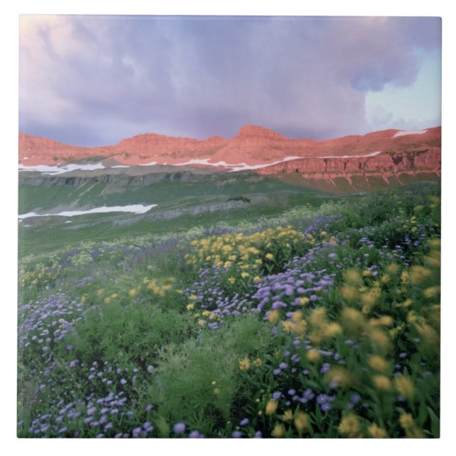 Fleabane púrpura (erigeron peregrinus) e amarelo (Frente)