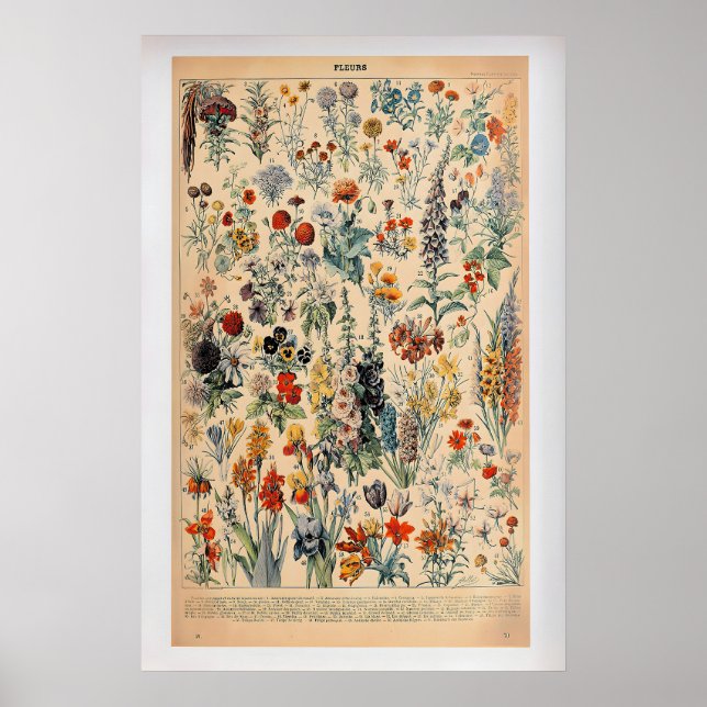 Fleurs by Adolphe Millot  Vintage Botanical Poster (Frente)