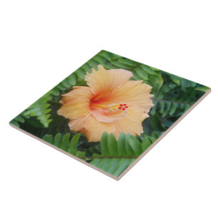Flor alaranjada do hibiscus com samambaias