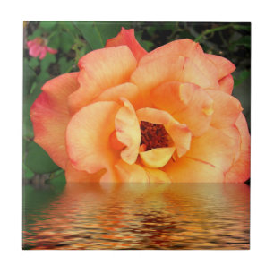 Flor alaranjada do rosa amarelo