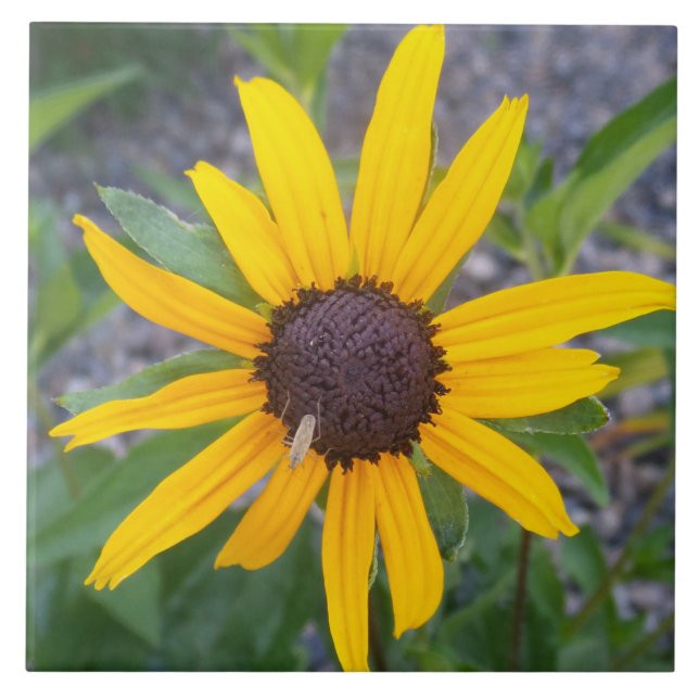 Flor amarela (Frente)