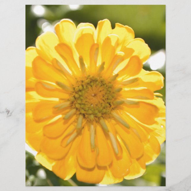 Flor amarela boho (Frente)