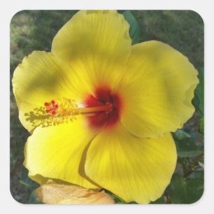 Flor amarela perfeita do hibiscus, etiqueta