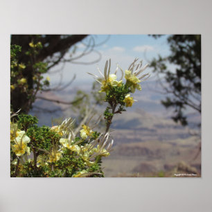 Flor Amarelo no Poster Grand Canyon