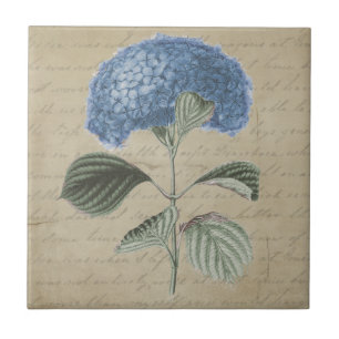 Flor azul do Hydrangea no azulejo do pergaminho do