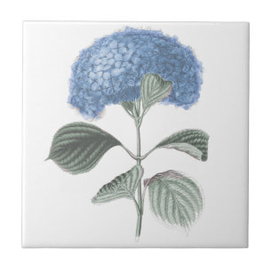 Flor azul impressionante do Hydrangea