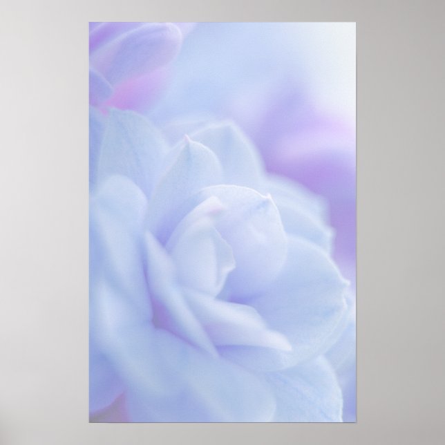 Flor azul pastel ... poster (Frente)