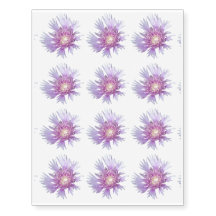 Flor Azul Stokes Aster Flor