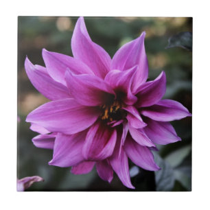 Flor bonita da dália