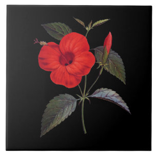 Flor bonito Red Hibiscus