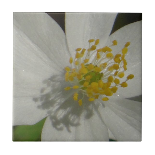 Flor branca com centro amarelo (Frente)