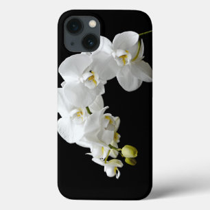 Flor branca da orquídea