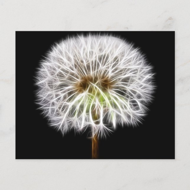 Flor Branca Dandelion (Frente)
