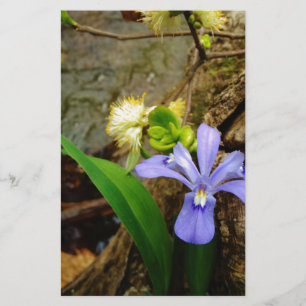 Flor branca roxa azul com crista de íris de anão