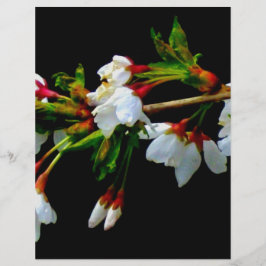 Flor branco branco esbranquiçado florescente